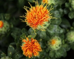 Óleo de Cártamo contra a gordura localizada!